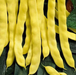  Fasole Golden Mary 10g - Seminte soi timpuriu, fasole urcatoare galbena lata, frageda, carnoasa, fara ate, Agrosem